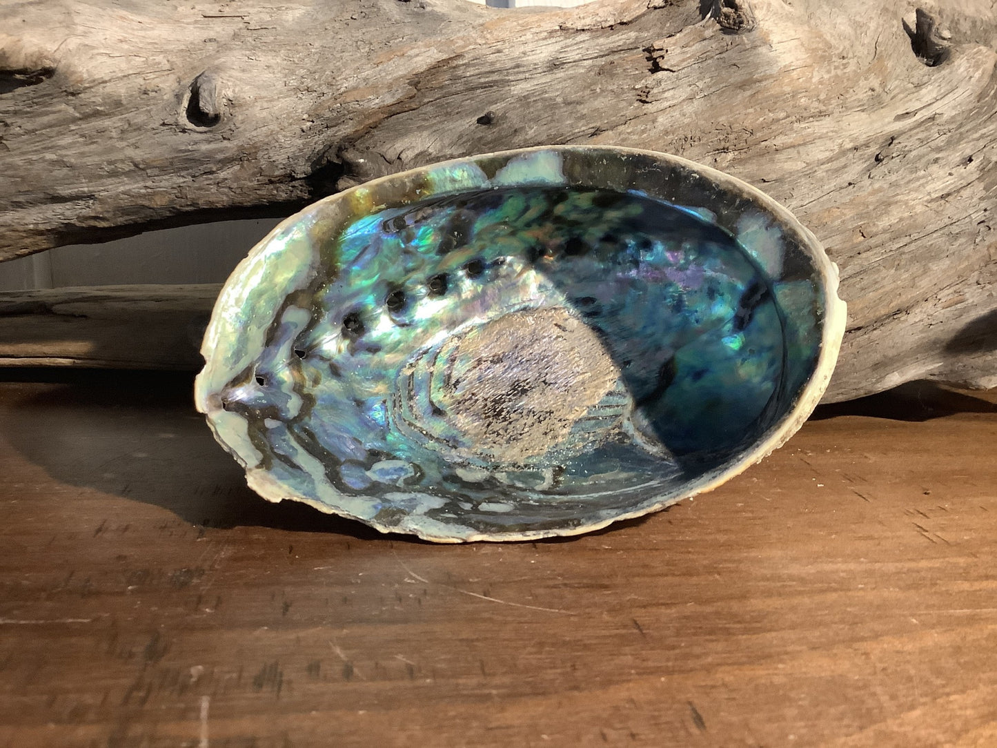 Abolone Shells