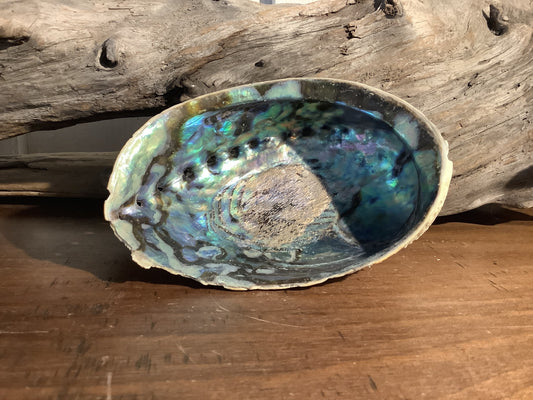 Abolone Shells